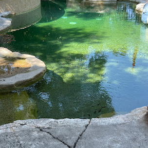 A calm artificial pond with green water, smooth rocks, and a partially visible cylindrical stone structure in the upper left corner. Shadows from nearby trees are cast on the water's surface, creating an intricate pattern.