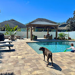 A spacious backyard featuring a pool with a child playing near the edge. A black dog stands on the patio. The area includes lounge chairs, a covered gazebo with seating, and various plants. The sky is clear and blue, adding to the serene atmosphere.